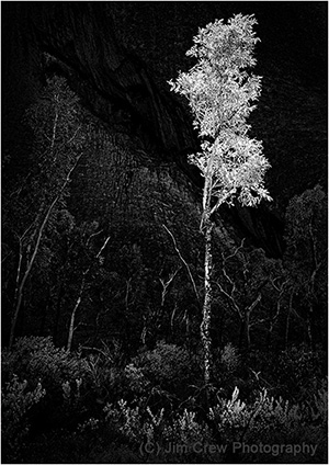 Stark Tree